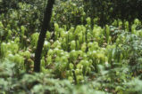 California pitcherplant