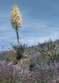 Chaparral yucca, chia, largeflower phacelia, and snap dragon