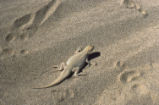 Colorado desert fringe-toed lizard