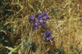 Crown brodiaea