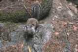 California ground squirrel