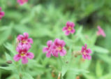 Purple monkeyflower