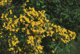 Scotch broom