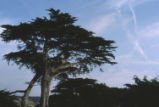 Monterey cypress