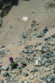 Parachute plant and calthaleaf phacelia