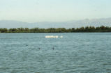 American white pelican
