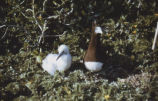 Brown booby