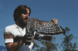 Red-shouldered hawk