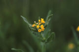 Common fiddleneck