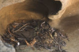 Black oystercatcher