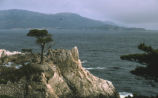 Lone Cypress