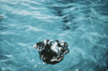 Sea otter