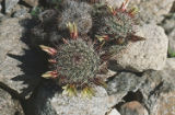 Common fishhook cactus