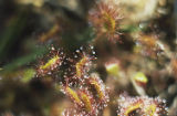 Roundleaf sundew