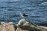 Western gull