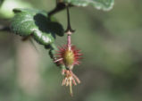 Hillside gooseberry