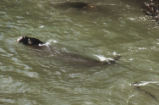 Northern elephant seal