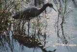 Little blue heron