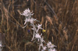 White flowers