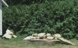 Sperm whale skull pieces