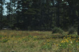 Coastal sneezeweed