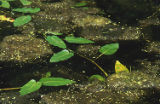 Pondweed