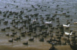 American coots and mallards