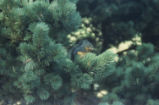 Douglas squirrel and beach pine