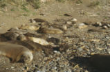 Northern elephant seal