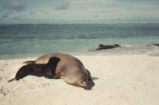 Hawaiian monk seal