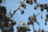 Evening grosbeak