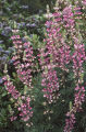 Bush lupine