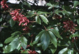 Red buckeye
