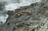 Steller sea lion