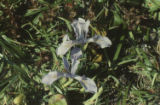 Douglas iris