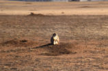 Prairie dog