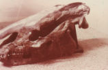 Brontothere skull