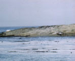 Northern elephant seal