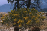 Rubber rabbitbrush