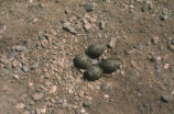 Black-necked stilt nest and eggs