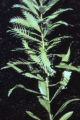 Combleaf mermaidweed