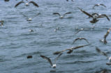 Pomarine skua and western gulls