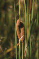 Cattail