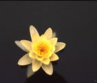 American white waterlily