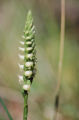 Lady's tresses