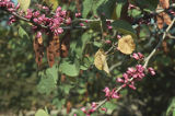 California redbud