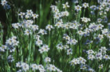 Western blue-eyed grass