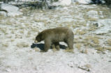 American black bear