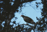 Turkey vulture