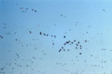 Canada geese and Northern pintails